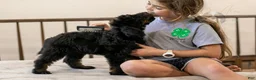 Bernedoodle dogs for sale: Olympic - Ready Now! - Ad 30