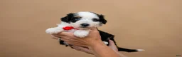 Aussiedoodle dogs for sale: Valor - Ad 4