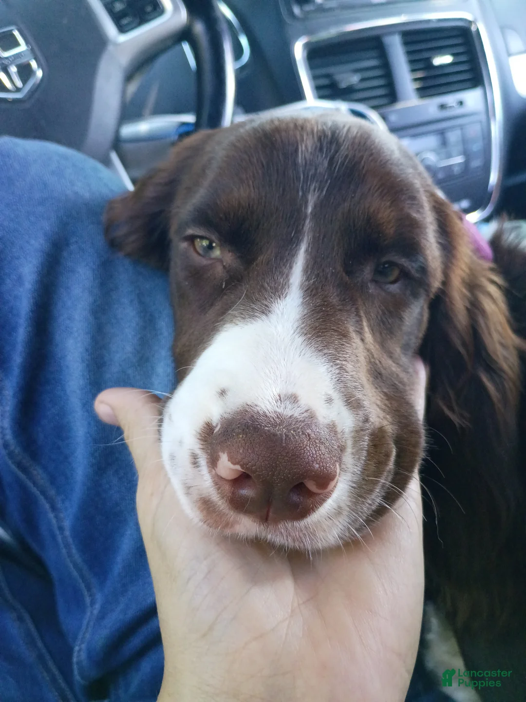 English Springer Spaniel dogs for sale: English Springer Spaniel 1 - Ad 2