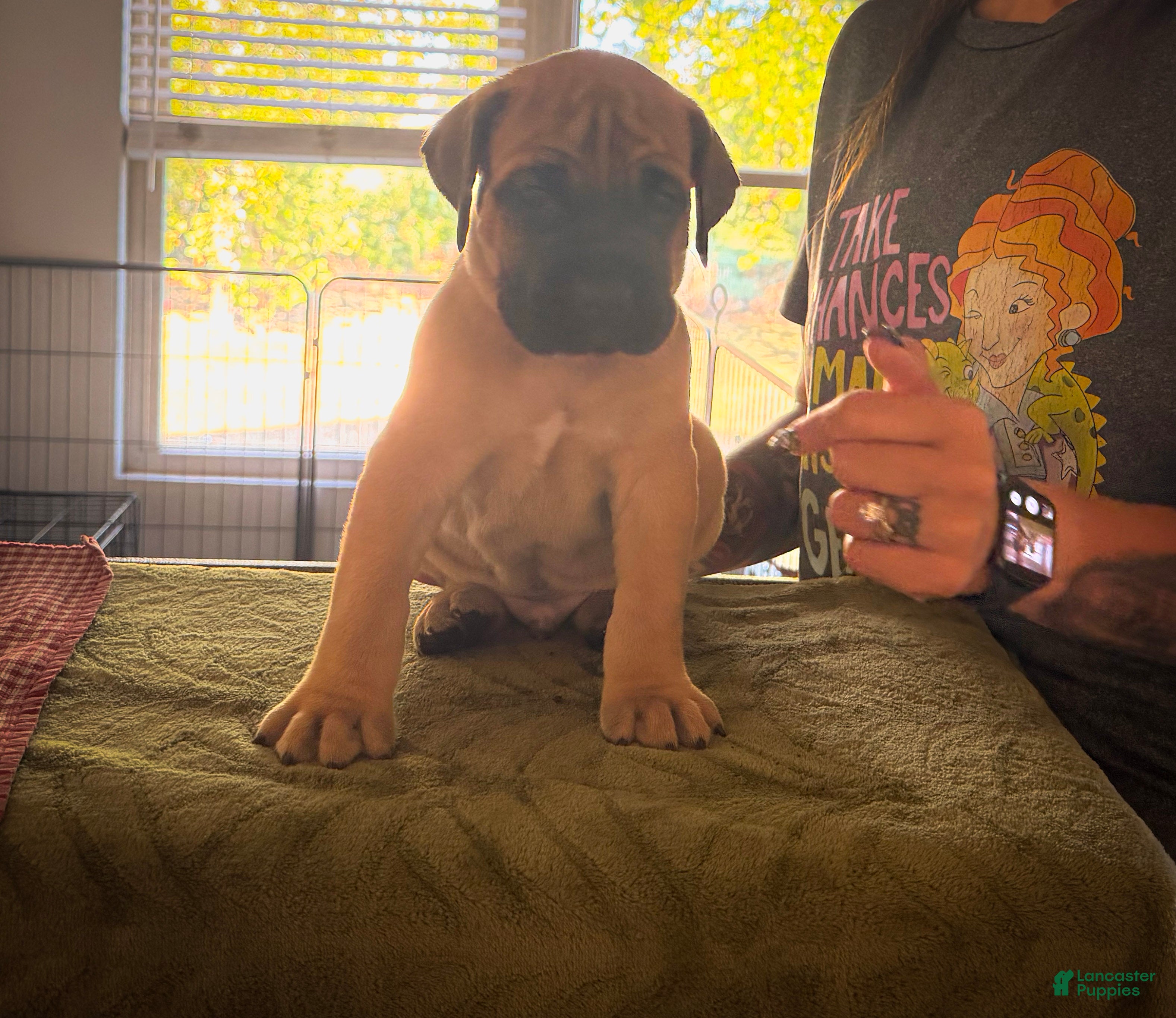 Cane Corso dogs Theodore  - Ad 42