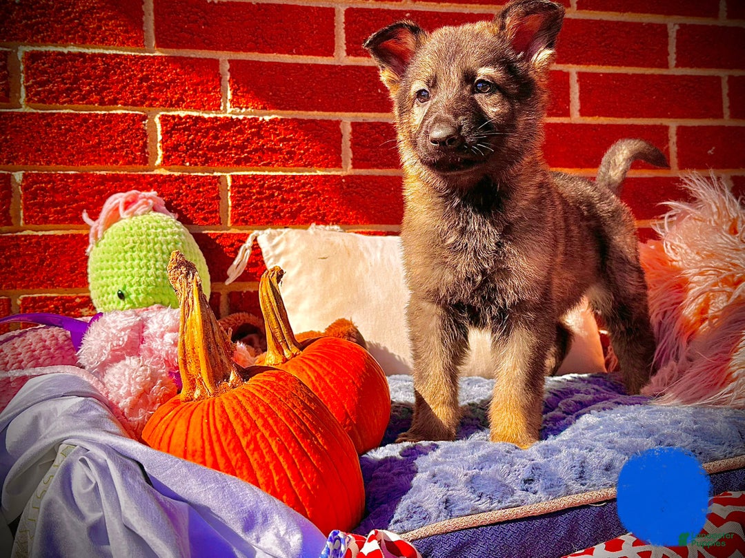 German Shepherd dogs for sale: Spice - Ad 3