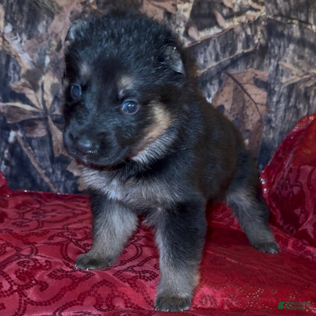 German Shepherd dogs for sale: Sr - Ad 2