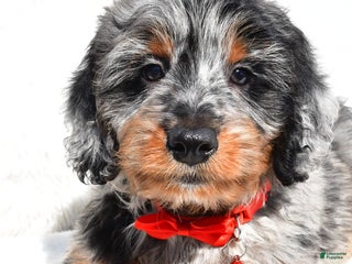 Mini Aussiedoodle dogs - Ad 15