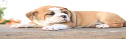 Beabull dogs for sale: Lion - Ad 4