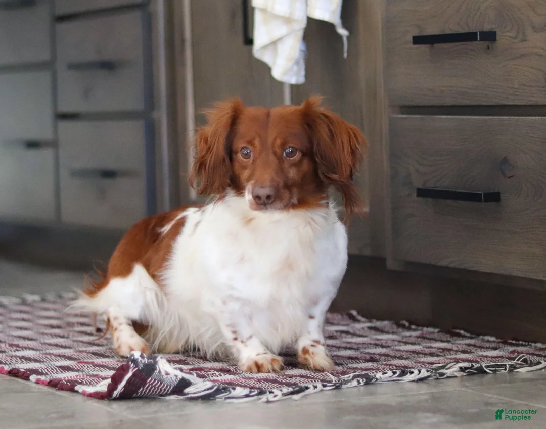 Miniature Dachshund dogs for sale: Tony - Ad 10