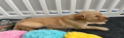 Golden Retriever dogs for sale: Biscuit - Ad 3