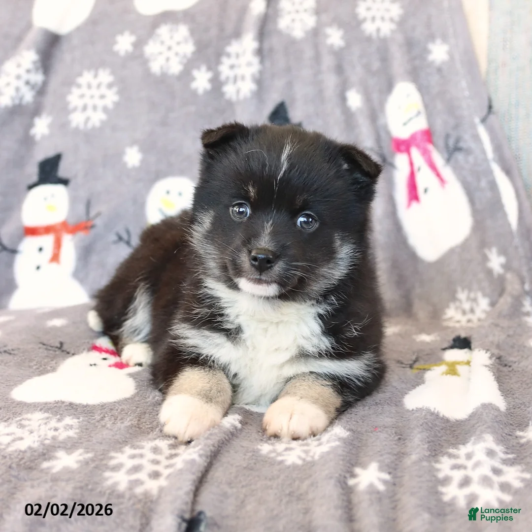 Pomsky dogs for sale: Ivy - Ad 3