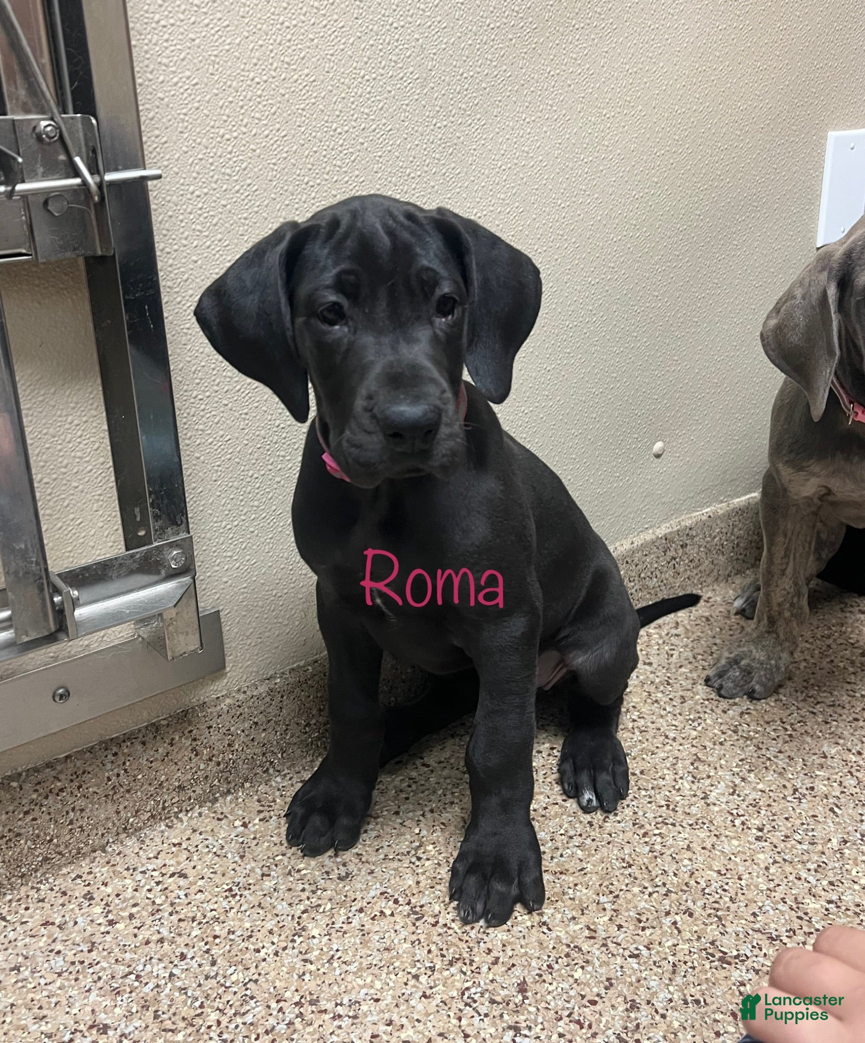 Great Dane dogs Roma - Ad 1