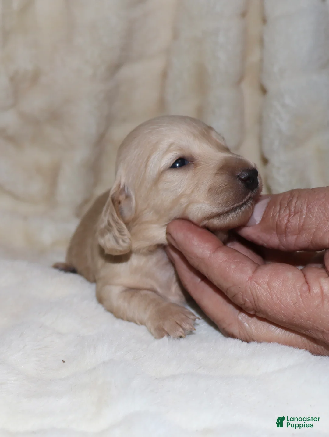 Dachshund dogs for sale: Pearl - Ad 2