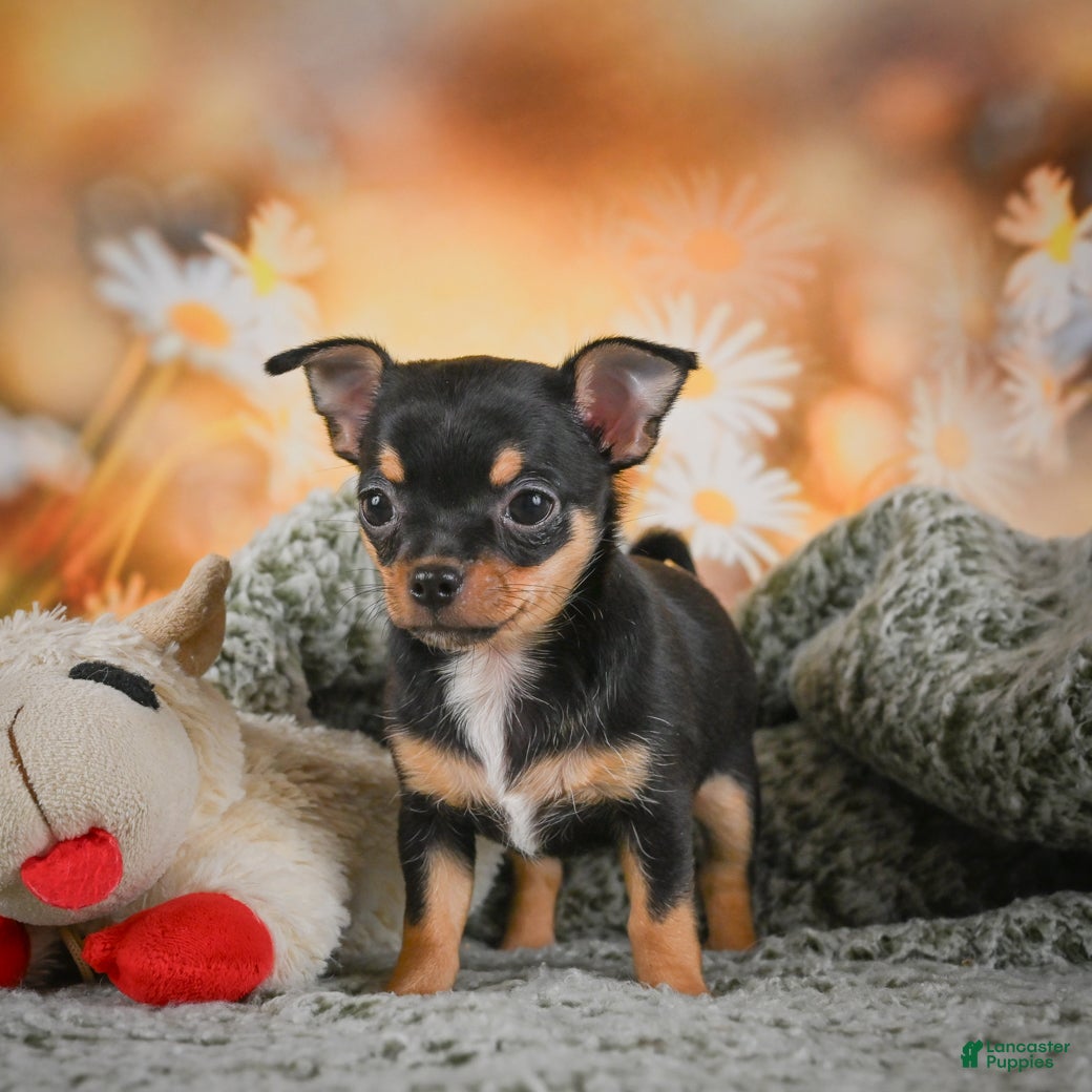 Chihuahua dogs Darla - Ad 2