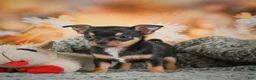 Chihuahua dogs for sale: Darla - Ad 2