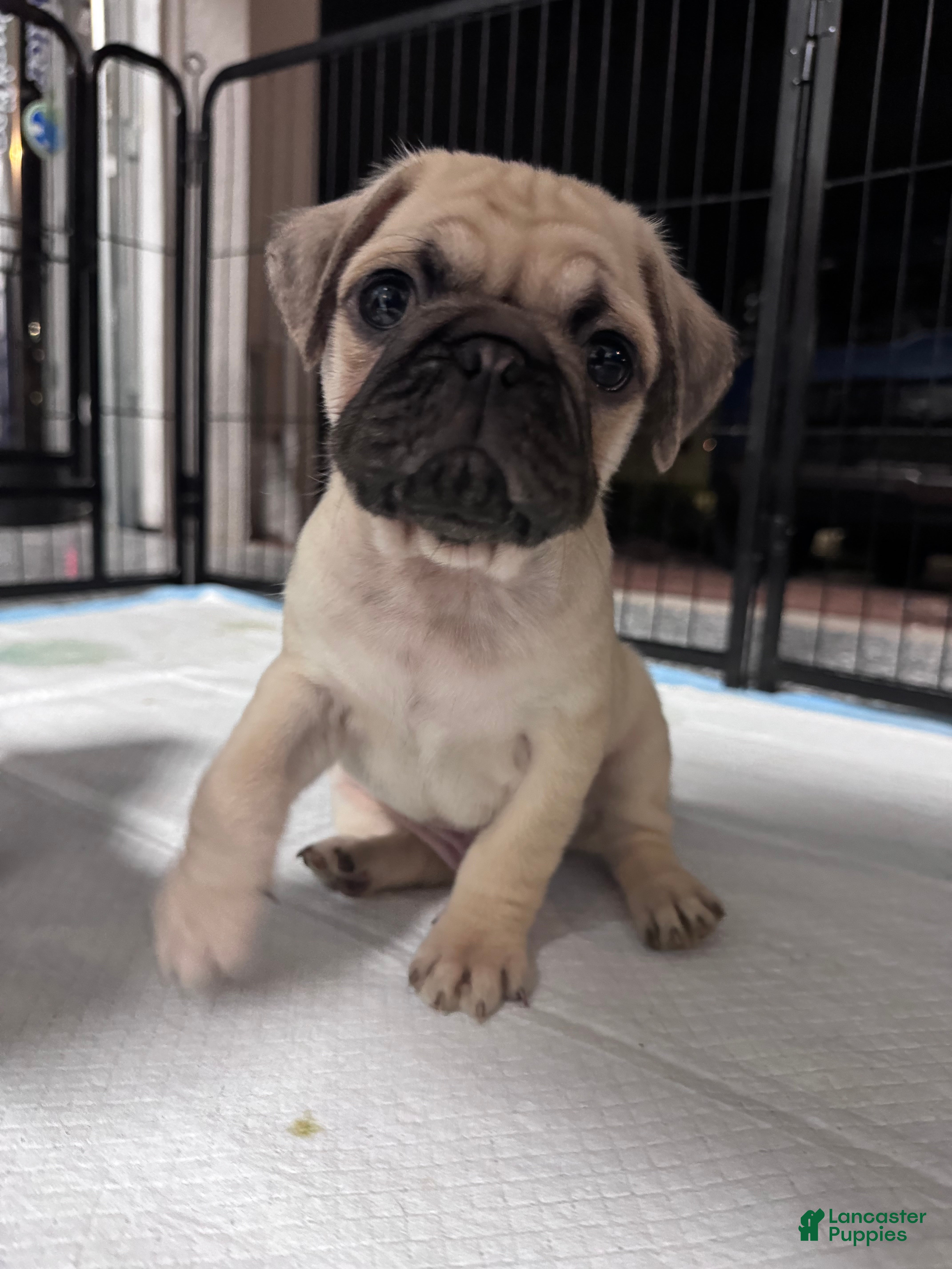 Pug dogs Pug Puppy 4 - Ad 9