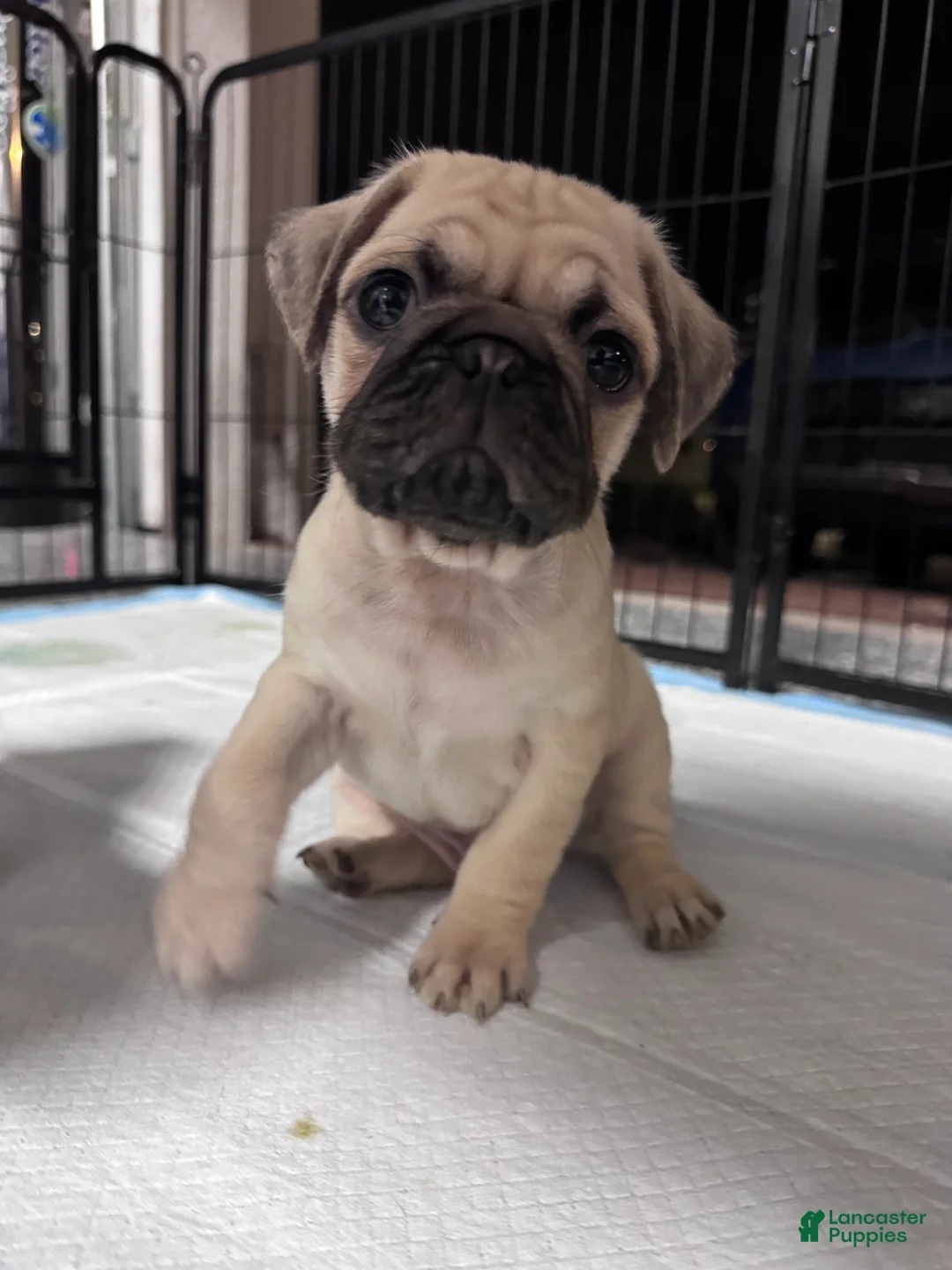 Pug dogs for sale: Pug Puppy 4 - Ad 1