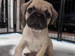 Pug dogs Pug Puppy 4 - Ad 9