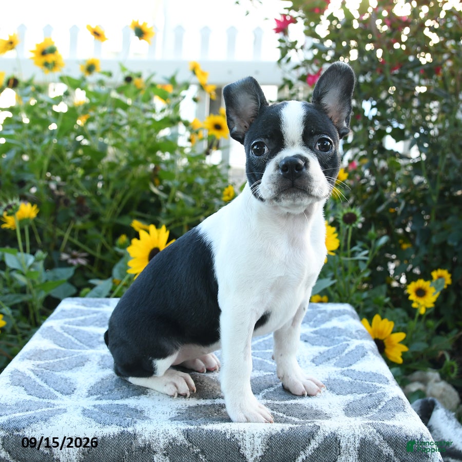 Boston Terrier dogs Cherie - Ad 1