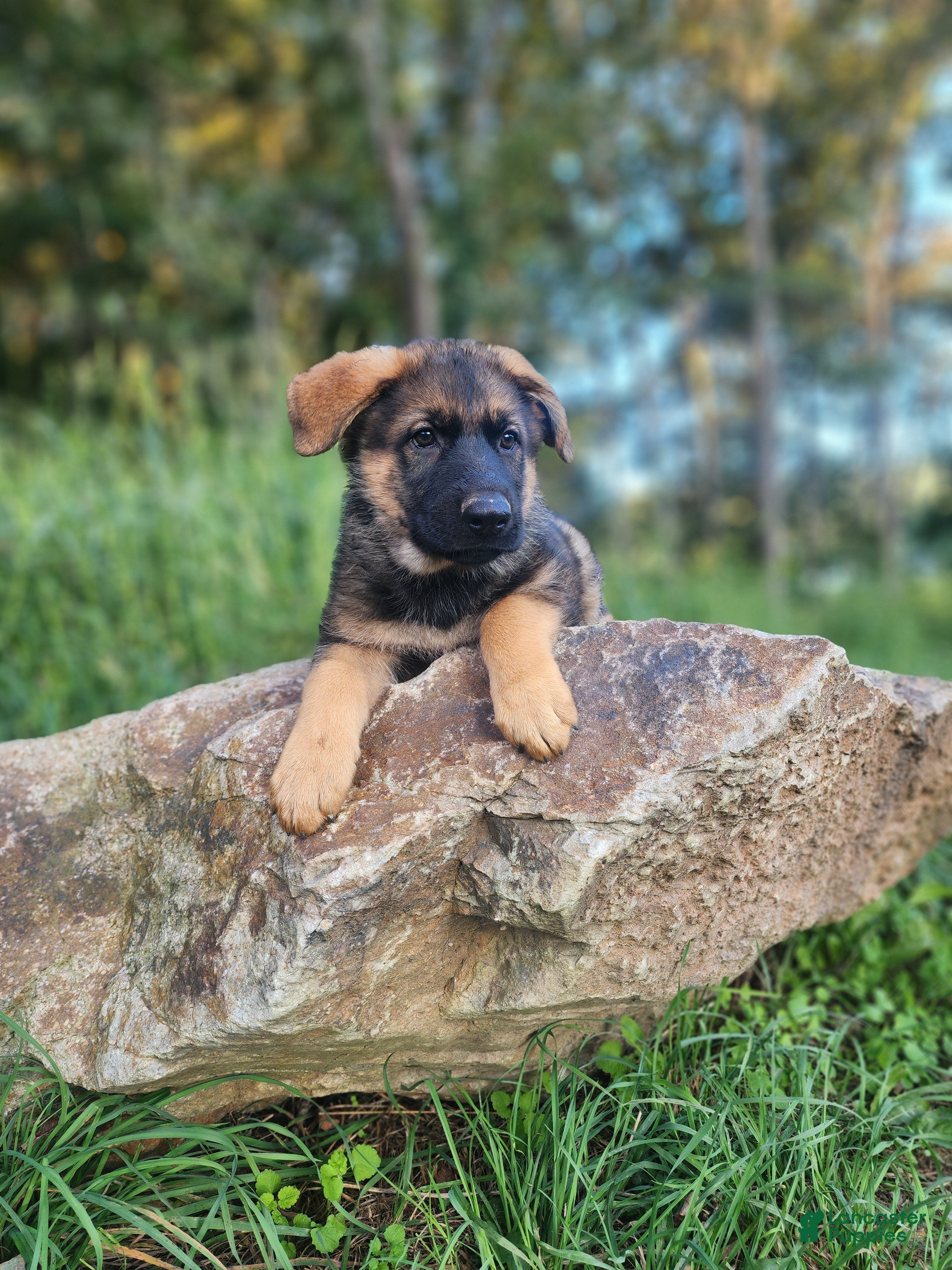German Shepherd dogs  Thora - Ad 1
