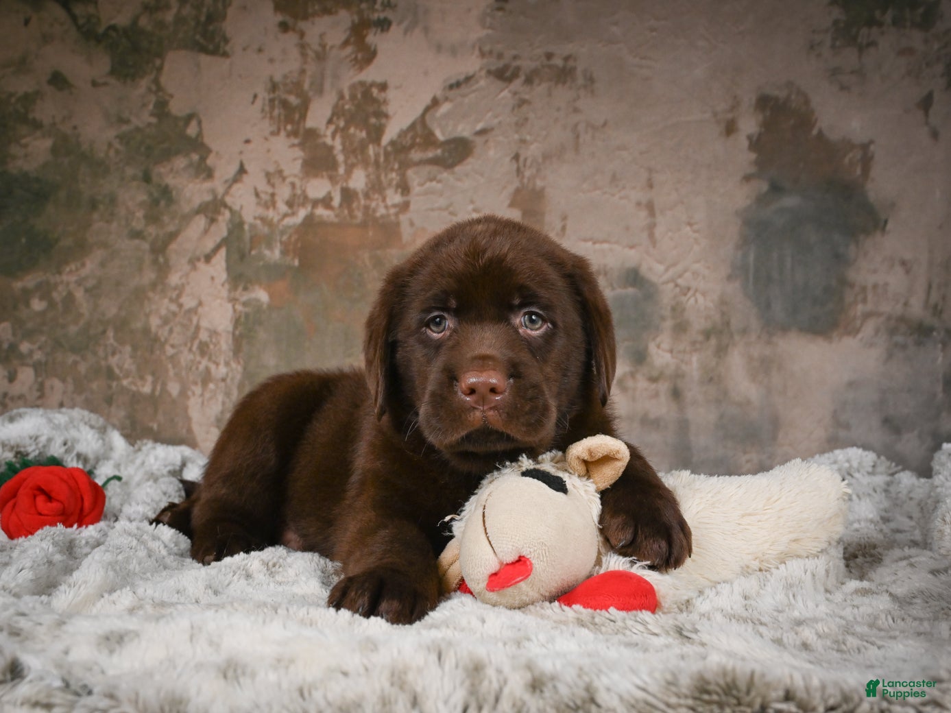 Labrador Retriever dogs Bruce - Ad 1