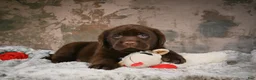 Labrador Retriever dogs for sale: Bruce - Ad 1