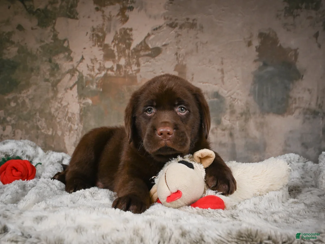 Labrador Retriever dogs for sale: Bruce - Ad 1