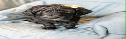 Bernedoodle dogs for sale: The Bright Little Adventurer - Ad 5