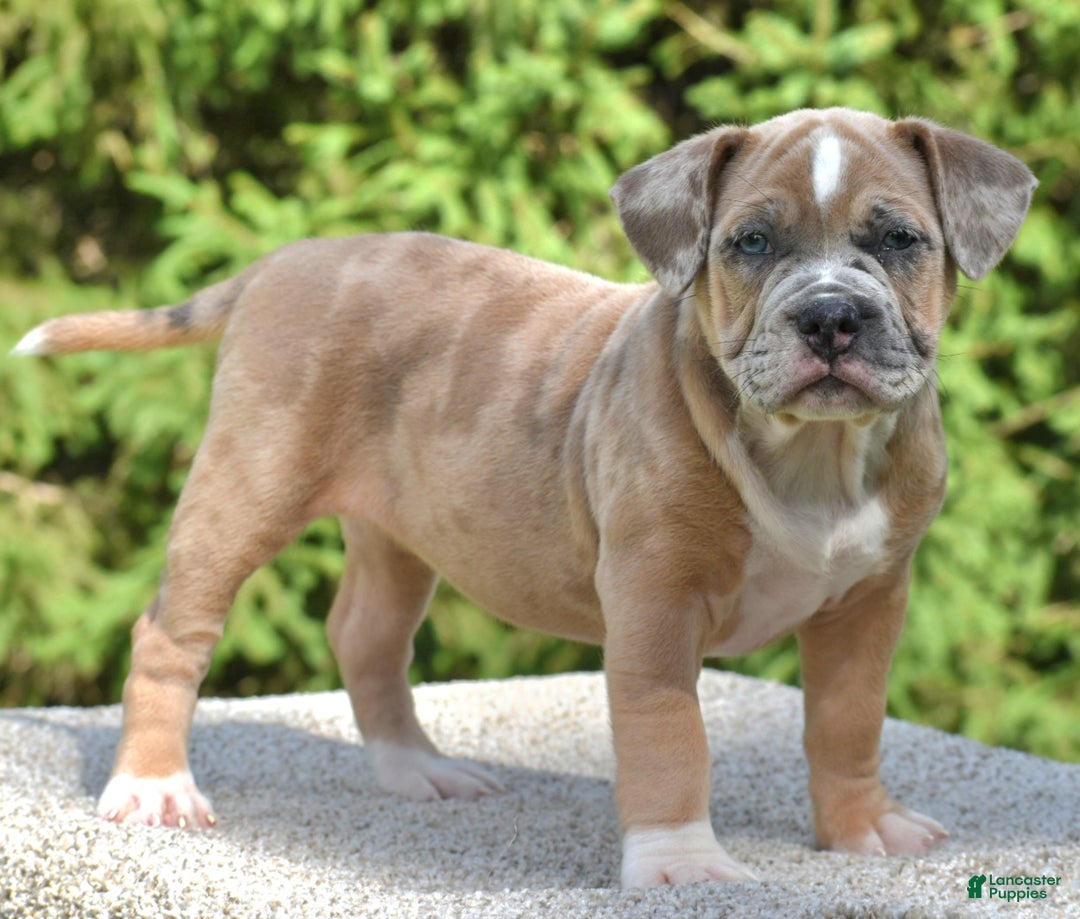 Mixed Breed dogs for sale: Prettia bully bulldog hybrid  - Ad 30