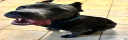 Cane Corso dogs for sale: Maximus - Ad 9