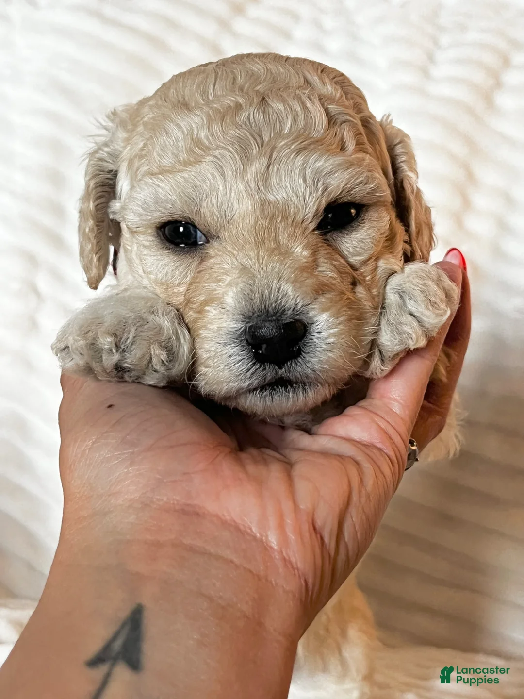 Mixed Breed dogs for sale: Oliver - Ad 2