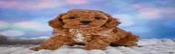 Cavapoo dogs for sale: Angel - Ad 8