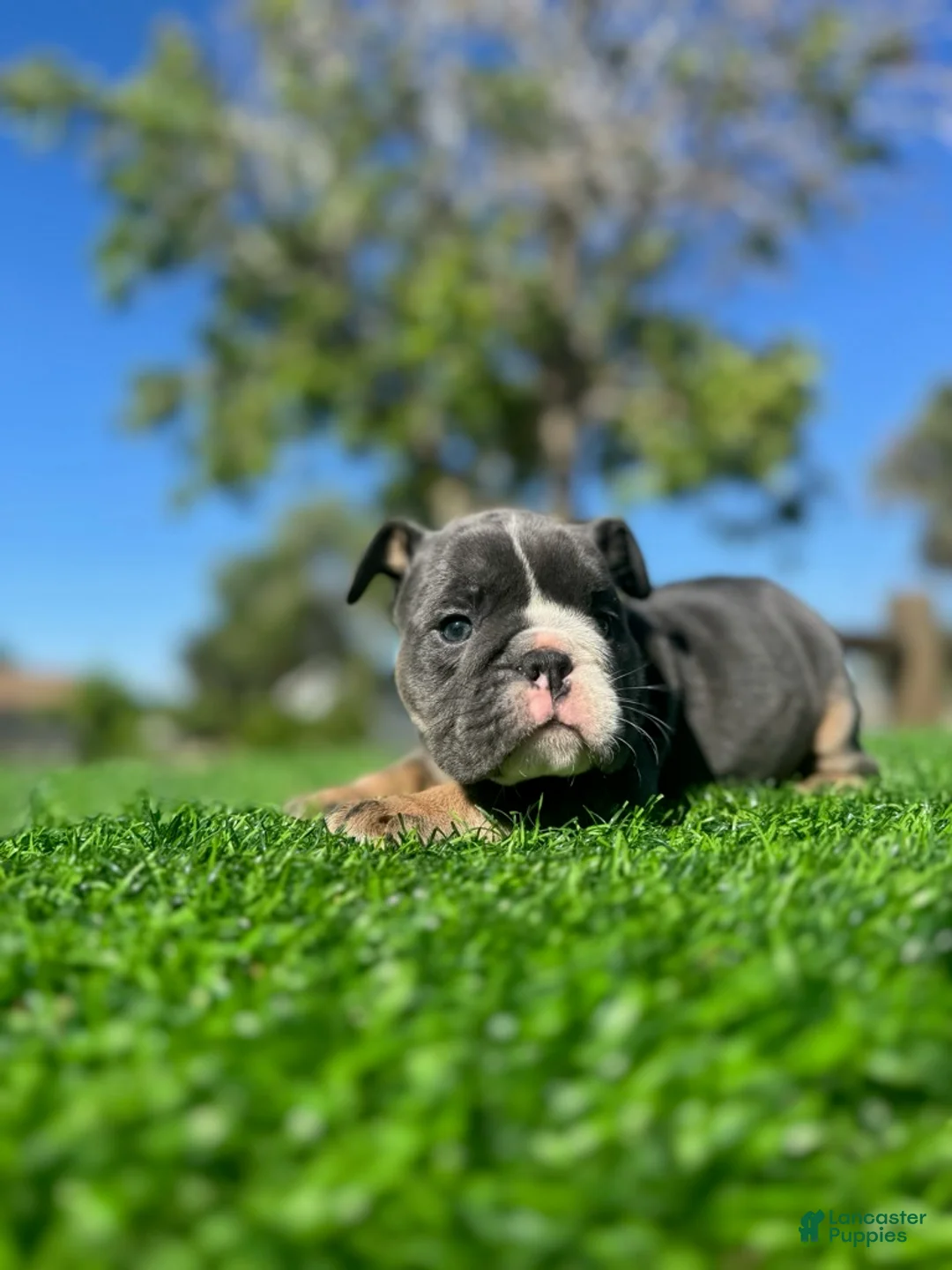 English Bulldog dogs for sale: NIPSEY - Blue Tan Tri – Top Structure! Ready Now! - Ad 2