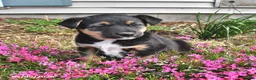 Mixed Breed dogs for sale: Hazel - Ad 3