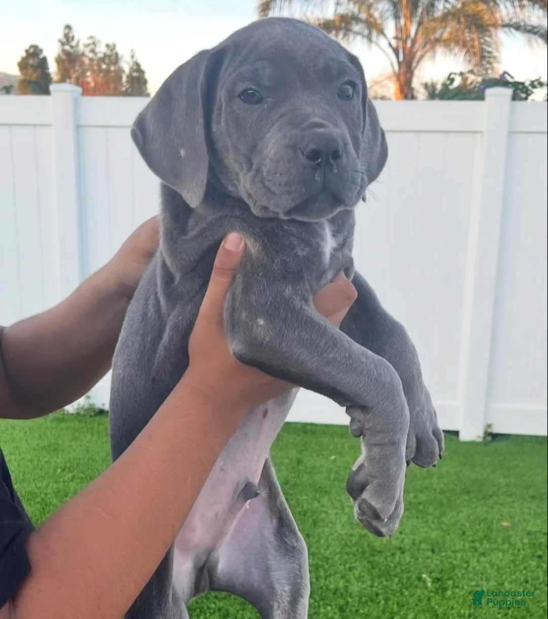 Cane Corso dogs for sale: Cielo - Ad 1