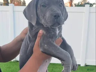 Cane Corso dogs for sale: Cielo - Ad 1