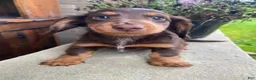 Miniature Dachshund dogs for sale: Browny - Ad 7
