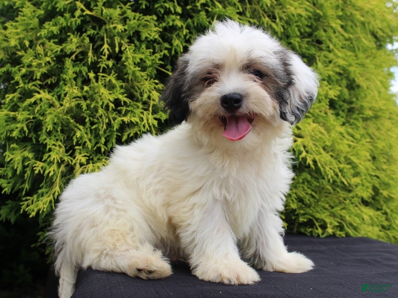 Teddy Bear dogs Kasper - Ad 2