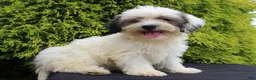Teddy Bear dogs for sale: Kasper - Ad 2