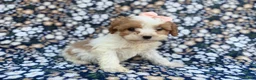 Cavapoo dogs for sale: Ruby - Ad 2