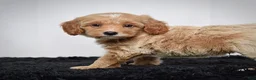Mini Goldendoodle dogs for sale: Mr. Axel - Ad 6