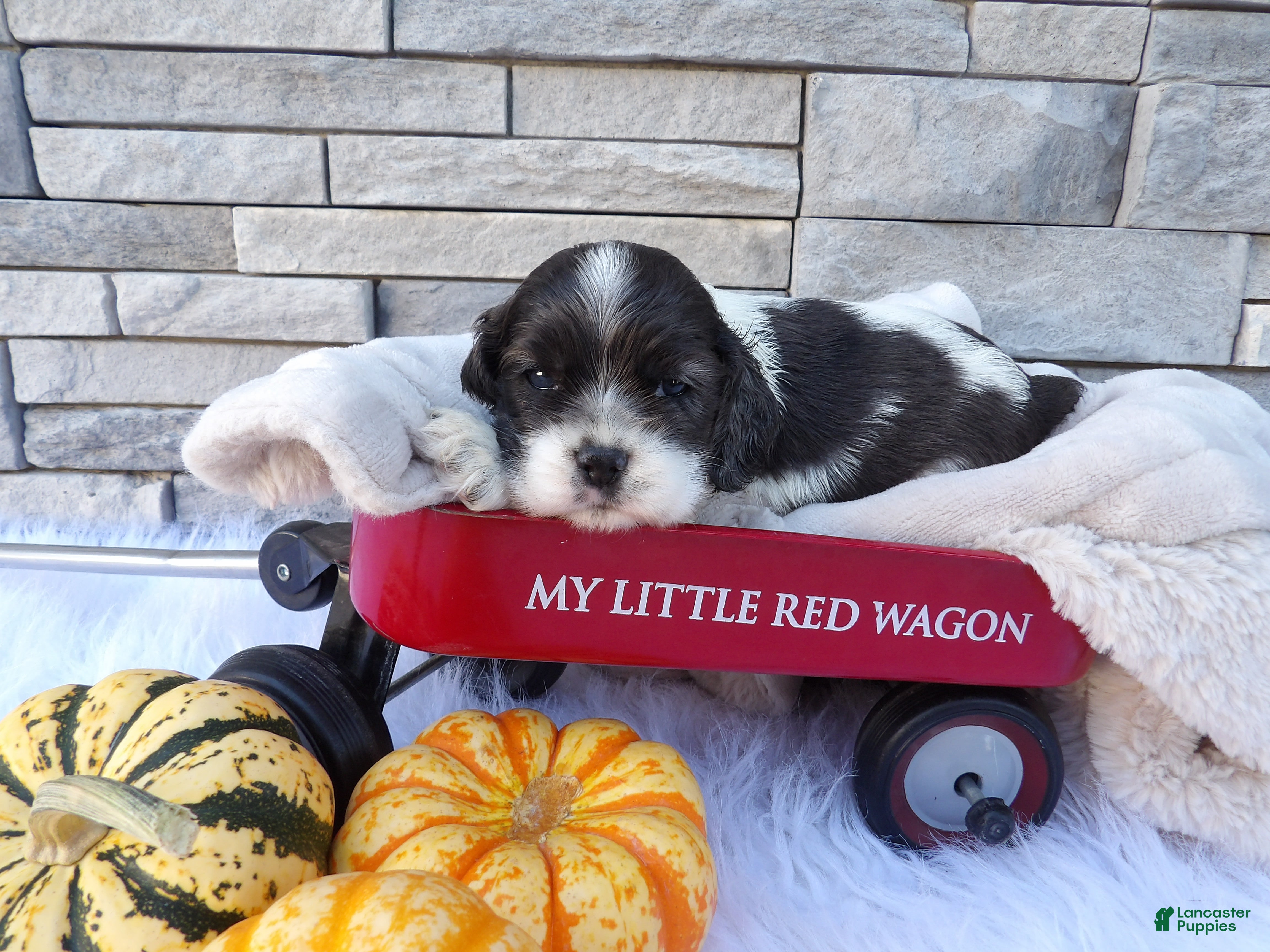 Cocker Spaniel dogs Spencer - Ad 1