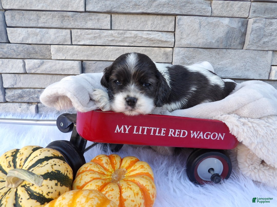 Cocker Spaniel dogs for sale: Spencer - Ad 1