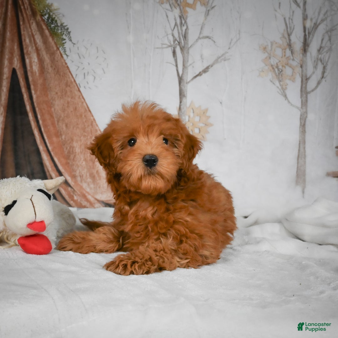 Mini Goldendoodle dogs for sale: Rosie - Ad 7