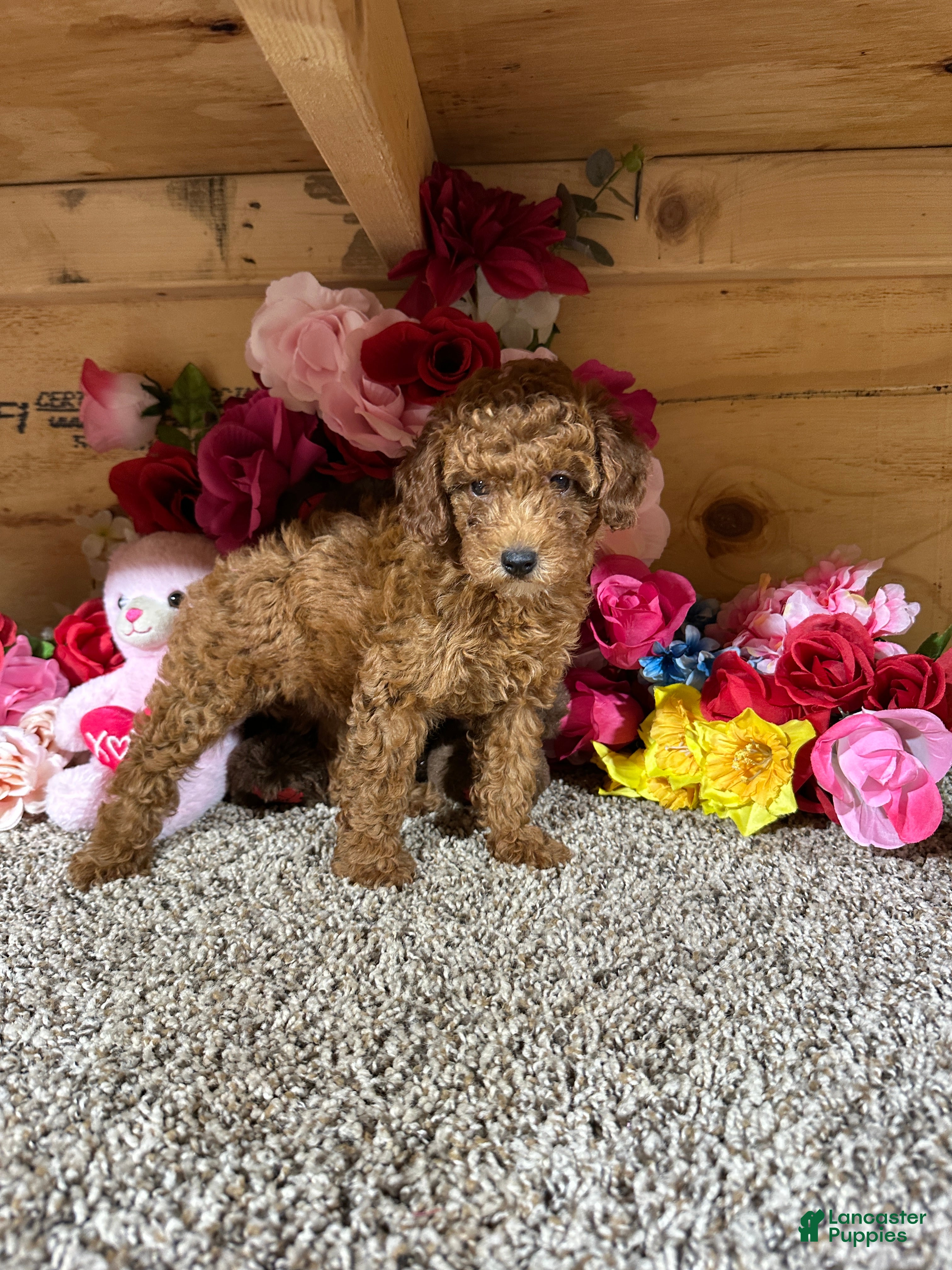 Toy Poodle dogs for sale: Toy Poodle 1 - Ad 2