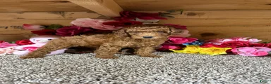 Toy Poodle 1