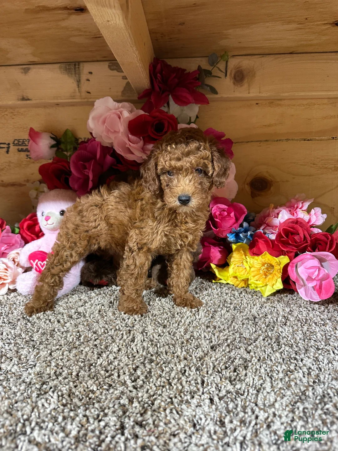 Toy Poodle dogs for sale: Toy Poodle 1 - Ad 1