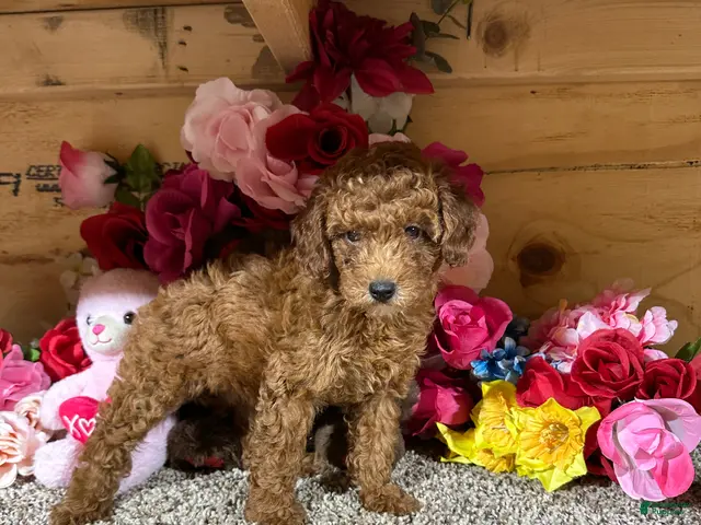 Toy Poodle dogs for sale: Toy Poodle 1 - Ad 1