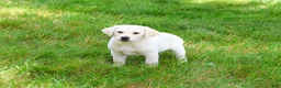 Labrador Retriever dogs for sale: Perseus  - Ad 4