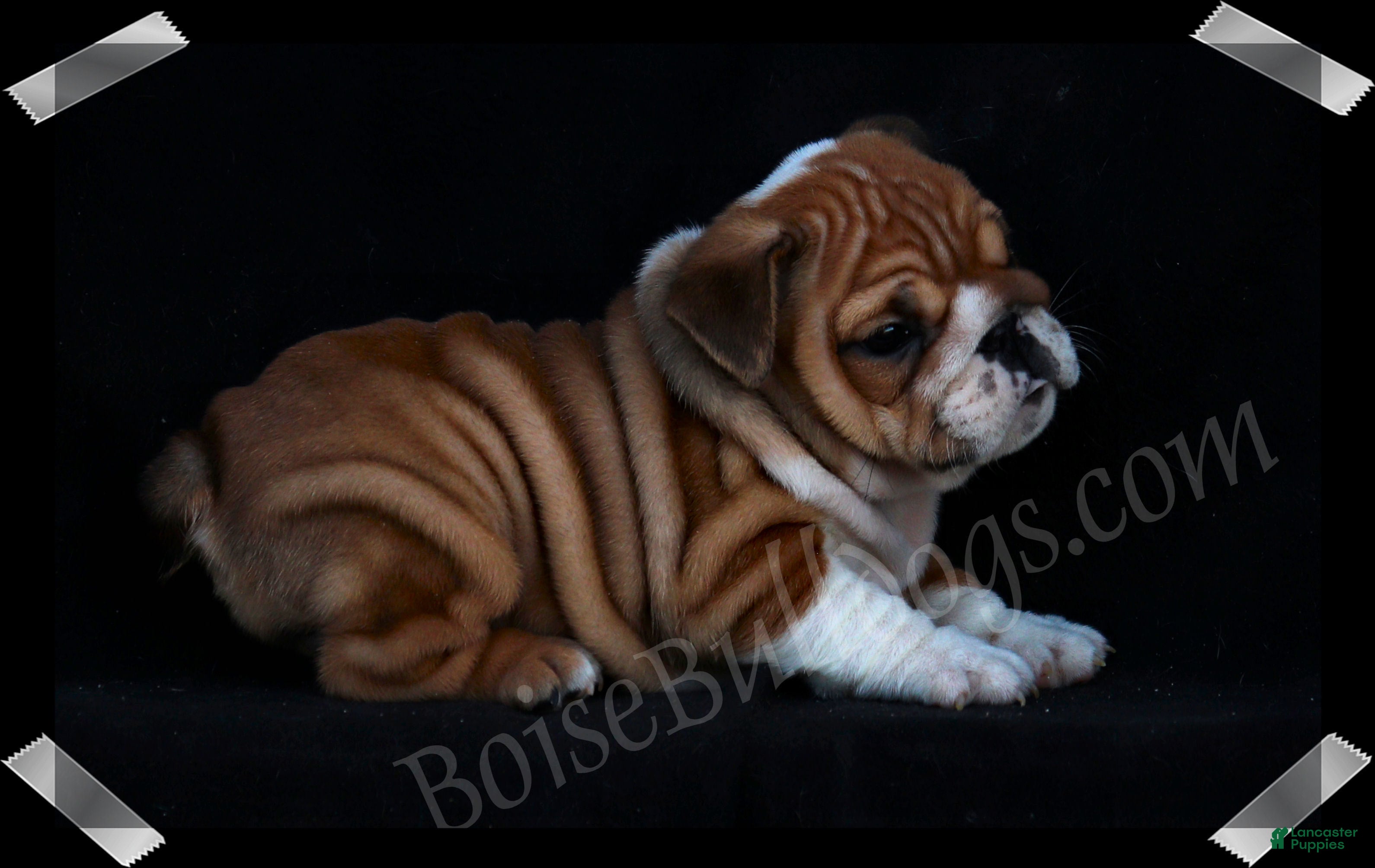 English Bulldog dogs  Helga (F) - Ad 1