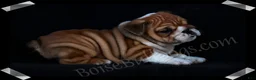 English Bulldog dogs for sale:  Helga (F) - Ad 1