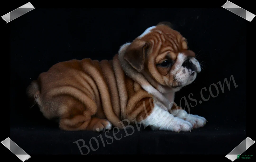 English Bulldog dogs for sale:  Helga (F) - Ad 1