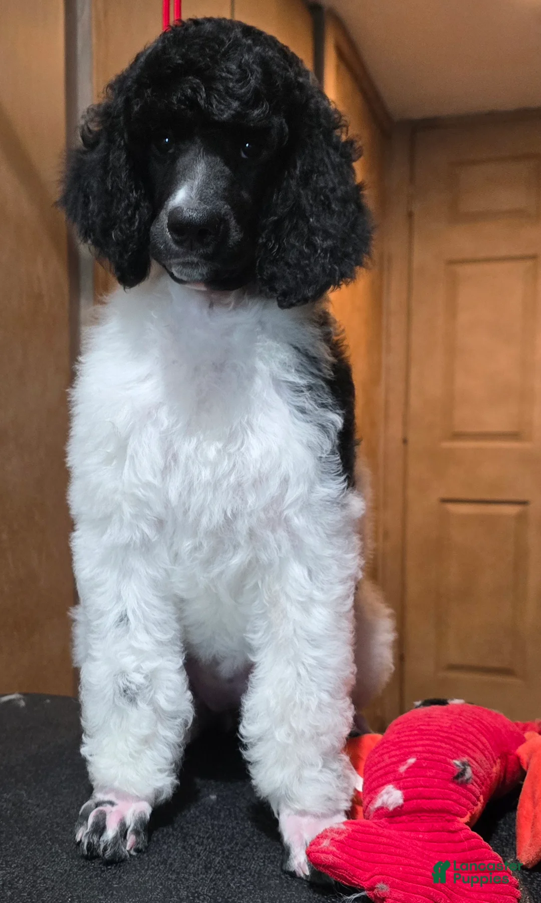 Standard Poodle dogs for sale: Oriel - Ad 2