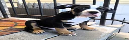 American Bully dogs for sale: "BIGGIE SMALLZ" BLACK TRI COLOR - Ad 5